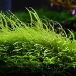 禾叶挖耳草-缩略图-4
