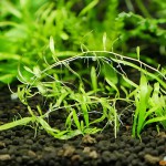 禾叶挖耳草-缩略图-5