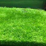 禾叶挖耳草-缩略图-6