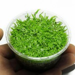 禾叶挖耳草-缩略图-7