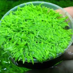 禾叶挖耳草-缩略图-8