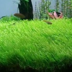 禾叶挖耳草-缩略图-9