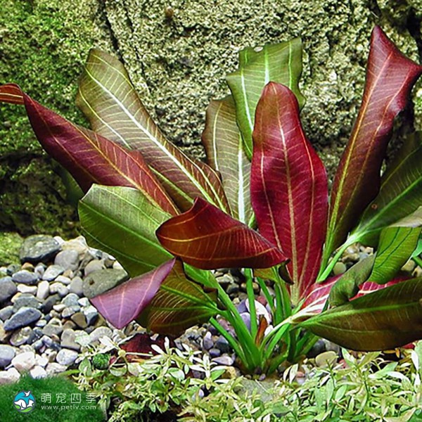 红胡椒皇冠草-1