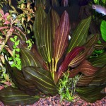 红胡椒皇冠草-缩略图-2