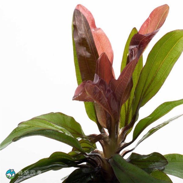 红胡椒皇冠草-3