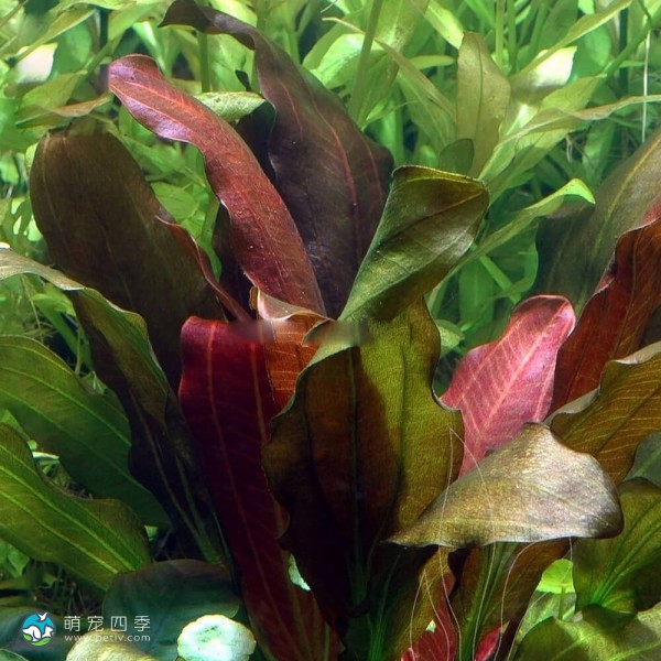 红胡椒皇冠草-4