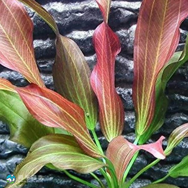 红胡椒皇冠草-5