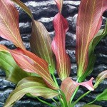 红胡椒皇冠草-缩略图-5