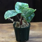 电光榕草-缩略图-1