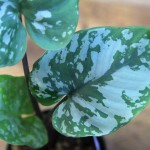 电光榕草-缩略图-2