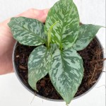 电光榕草-缩略图-3