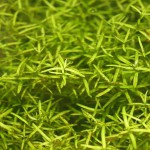 小果草-缩略图-1