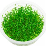 小果草-缩略图-3