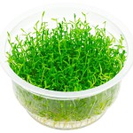 小果草-缩略图-5