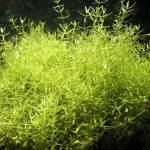 小果草-缩略图-6