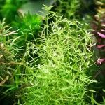 小果草-缩略图-7