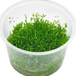 小果草-缩略图-8