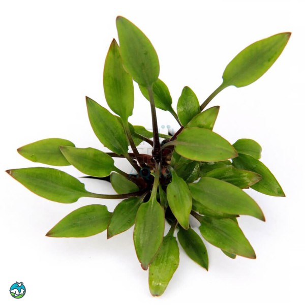 露蒂霍比特椒草-1