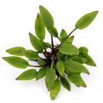 露蒂霍比特椒草-缩略图-1