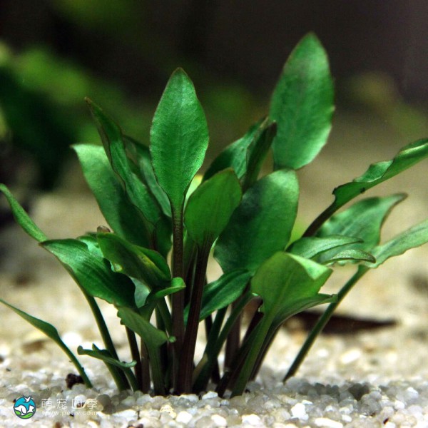 露蒂霍比特椒草-2