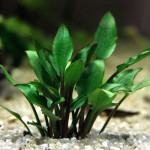 露蒂霍比特椒草-缩略图-2