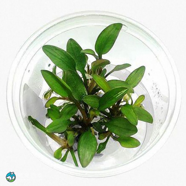 露蒂霍比特椒草-3