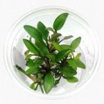 露蒂霍比特椒草-缩略图-3