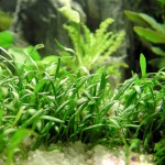 匍茎慈姑-缩略图-1