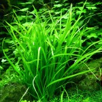 匍茎慈姑-缩略图-2