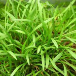 匍茎慈姑-缩略图-3