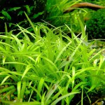 匍茎慈姑-缩略图-4