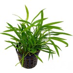 匍茎慈姑-缩略图-5