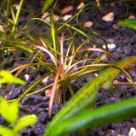 红匍茎慈姑-缩略图-3