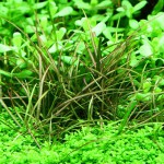 红匍茎慈姑-缩略图-4