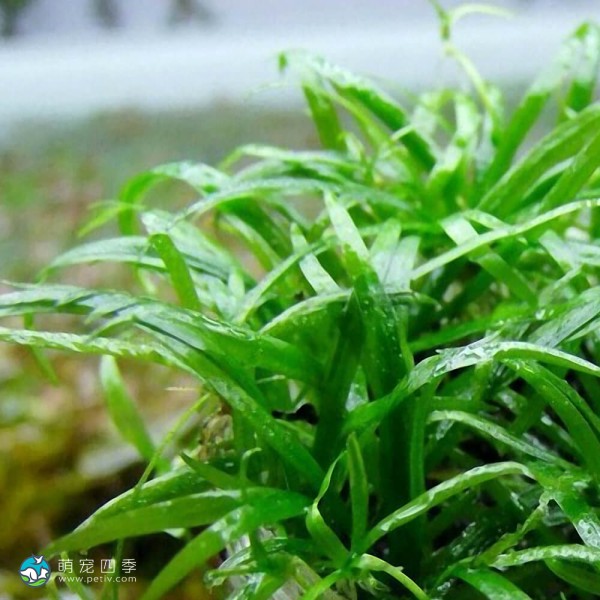 长喙毛茛泽泻-1