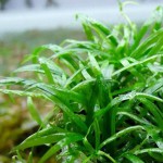 长喙毛茛泽泻-缩略图-1