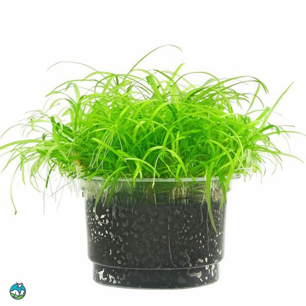 长喙毛茛泽泻-2