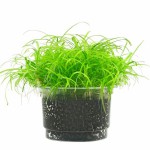 长喙毛茛泽泻-缩略图-2