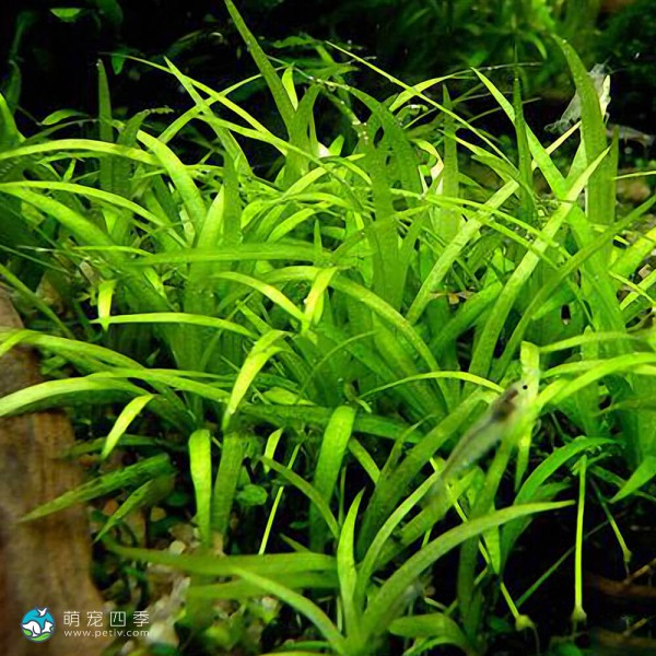 长喙毛茛泽泻-3