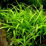 长喙毛茛泽泻-缩略图-3