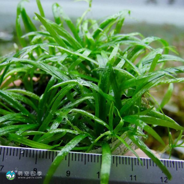 长喙毛茛泽泻-4