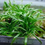 长喙毛茛泽泻-缩略图-4