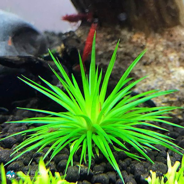 北极星谷精草-1