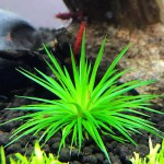 北极星谷精草-缩略图-1