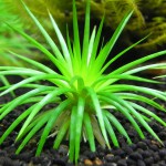 北极星谷精草-缩略图-2