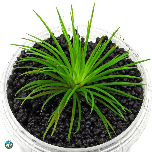 北极星谷精草-3