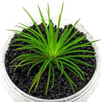 北极星谷精草-缩略图-3