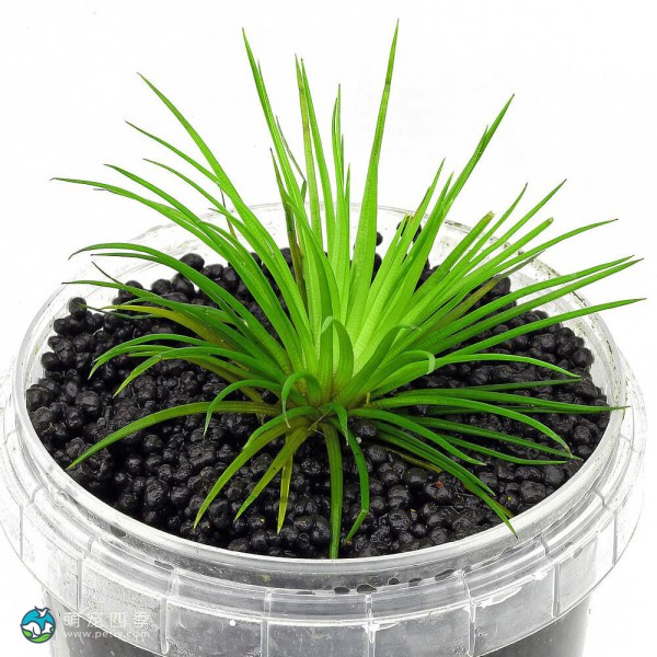 北极星谷精草-4