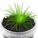 北极星谷精草-缩略图-4