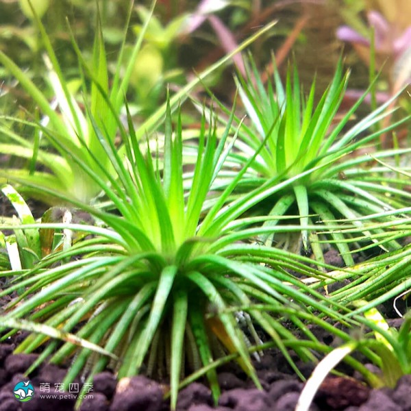 北极星谷精草-5